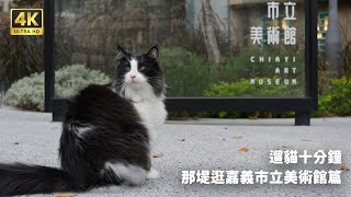 遛貓十分鐘 挪威森林貓逛嘉義市立美術館篇 Walking my norwegian forest cat in Taiwan 4K HDR EP1