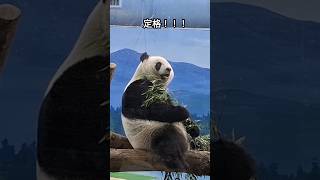 圓仔被飛碟嚇到突然定格 #大熊猫 #panda #cute #memes #yuanzai