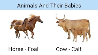 Animals And Their Young Ones | Animals And Their Babies | Janwar Aur Unke Bacchon Ke Naam