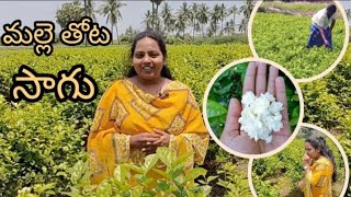 4  ఎకరాల్లో మల్లె సాగు||అధిక దిగుబడి|| ఎరువులు, తెగుళ్లు మరియు వ్యాధులు||