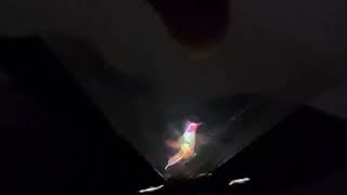 Hologram hummingbird