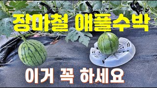 이쁜 애플수박 수확할려면  장마철에 수박  받침대는 필수(22.7.2)