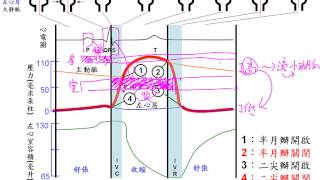 高二5 1心動週期含心電圖、心音、IVC、IVR+解題三慧+三廉