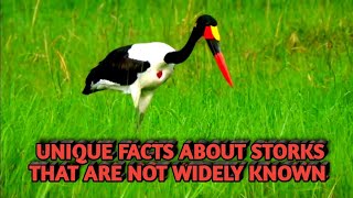 Unique fact about storks that not much is known