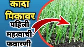 कांदा पिकावरील पहिली महत्त्वाचे फवारणी onion first sprey