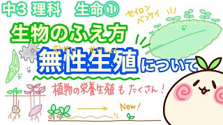 【中3理科b1】生物のふえ方！無性生殖をチェックしていく！