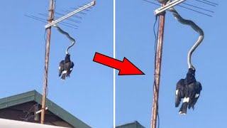Python Devours Bird On Top Of Homeowner's Roof