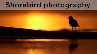 Getting the Perfect Shot: How to Photograph Shorebirds