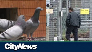 Pigeon caught smuggling crystal meth in a B.C. correctional facility