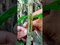 pomegranate plant grafting techniques ytshorts trending