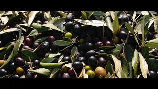 Olive Harvest - NYU Florence