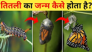 तितली का जीवन चक्र | Larva Butterfly Life Cycle Video | Titli Kaise Paida Hoti Hai