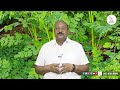 ఈ ఆకు తో 300 వ్యాధులు మాయం telugu health tips munagaku eagle health