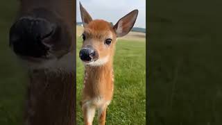 A cute little baby deer named Willow #funnyanimalvideos #funny #cute