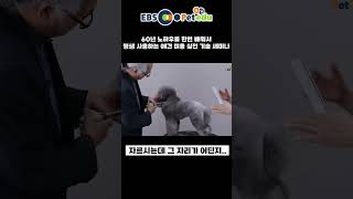 화나셨어요....? #애견미용 #애견미용사 #애견미용사자격증 #pet #puppy #반려견미용 #dog