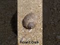 ജീവനുള്ള സന്യാസി ഞണ്ടിനെ കണ്ടിട്ടുണ്ടോ hermit crab kappad beach