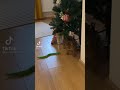 CAT AFRAID OF SNAKE TOY @Cat Puma on TikTok