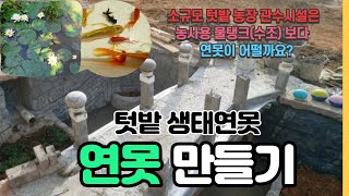 #연못만들기 #생태연못 #텃밭연못 #수련 #연못 #수조 #시멘트 수족관 #잉어 #koi  #DIY fish pond #Water lily #비단잉어 #pond