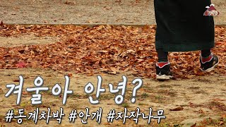 겨울 문턱에서 나홀로 센치 | 자작나무, 안개, 낙엽 | 짙어져 가는 추위에서 감성여행 | 강원도 인제 차박 | 애견 동반 여행