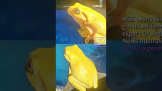 Surprise reason this little frog is yellow and not green | #shorts #yahooaustralia
