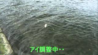 ８．激重ミノーを作るぞ！！　（スイムテストその２）_Test of the heavy weight fishing lure