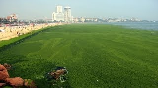 Algae overwhelms beach in Qingdao, east China