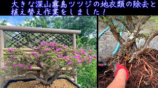 深山霧島ツツジの植え替え作業と地衣類の除去をしました！Rhododendron kiusianum　Kyushu Azalea　BONSAI