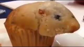 that muffin is looking awfully like a hamster