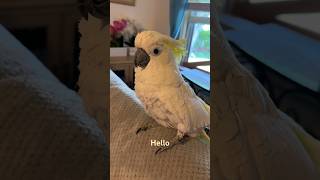 Piti the parrot answers the phone “Hello”. #parrot #pet #birds #cackatoo