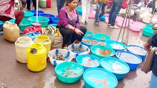 Recent Aquarium Fish Price Update | Galiff street fish market | 9/2/2025 part 1 | west Bengal