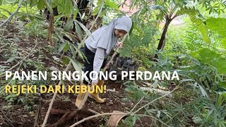 Panen Singkong Pertama: Rejeki dari Kebun!