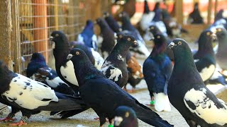 کفتر های اصیل افغانستان- بزرگترین فارم 400 کفتر | Largest professional pigeon farm | #Wazha