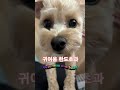 귀여움 한도초과입니다. cuteness overload. dogshorts 강아지쇼츠 cuteshorts 귀여움한도초과 cutenessoverload puppy