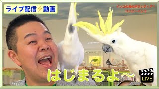 【2020.12.12】ライブ配信「鳥さんのレスキューについて」　ふわふわインコ＆はがひでき