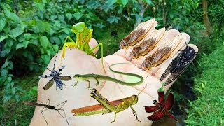 the sound of cicadas in nature, , catching beetles, dragonfly,praying mantis,