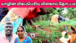 🌶🌶யாழில் மிகப்பெரிய மிளகாய் தோட்டம்/அறுவடை🌶🌶 #Jaffna #Srilanka