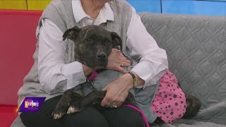 Pet of the Week with The Quad City Animal Welfare Center