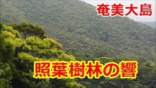 【自然の音】シイの花が咲く森の音　奄美大島