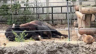 寝ている姿を見るプレリードック【‎2024年‎3月28日】【上野動物園】アメリカバイソン