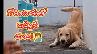 ఇలాంటి సుప్పనాతి బుద్ది ఉన్న ఉన్నవాళ్ళని చూసారా?? #dog #funny