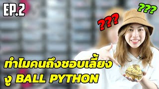 ทำไมคนถึงชอบเลี้ยงงู Ball Python ??? (Mega Basic EP.2)