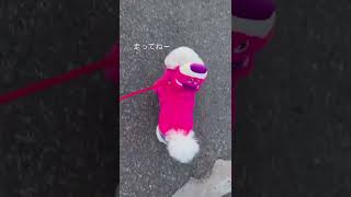 走らないペキニーズ🐶