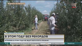 Рекордного урожая ждать не стоит - аграрии Туркестанской области