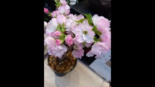 #旭山櫻 #八重櫻 #Asahiyama Sakura #迷你櫻花 #珍稀品種 #盆景樹