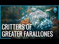 Enter the Marine Wilderness of Greater Farallones National Marine Sanctuary