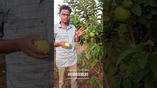 Allahabad sapeda guava and L49 guava plat defence