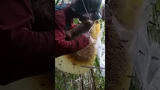 cara panen Madu Asli dari Hutan