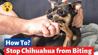 How To Stop your Chihuahua from Biting you? | Chihuahua Aggressive Behavior |