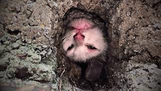 A playful stray cat got trapped while crossing a drain, her desperate cries heard by a passerby.💔