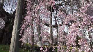 日本三大桜　三春滝桜　(HD)  Miharunotakizakura 1 of 3 big cherry trees  in Japan